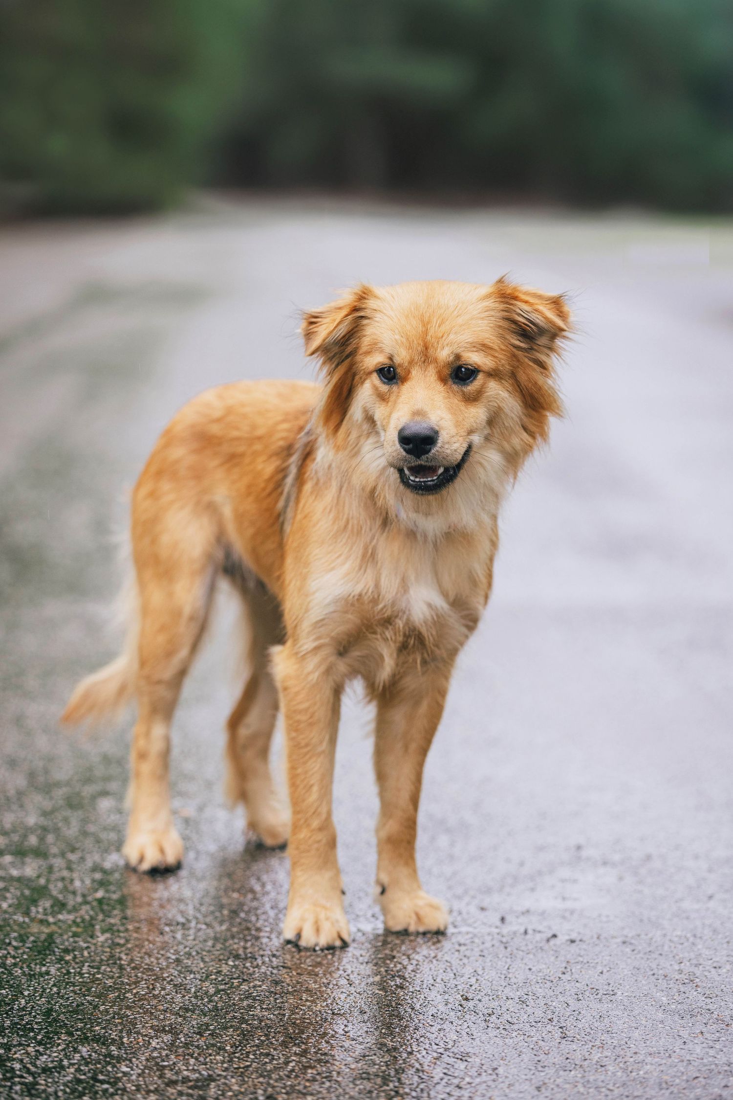 Portrait of a golden mixed breed dog with fluffy fur stands on a gravel path looking into the distance.