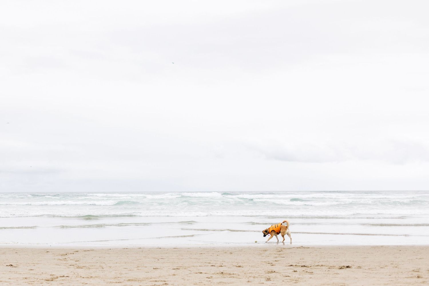 A golden dog walks alone on a wide sandy beach with overcast skies and gentle ocean waves in the background.