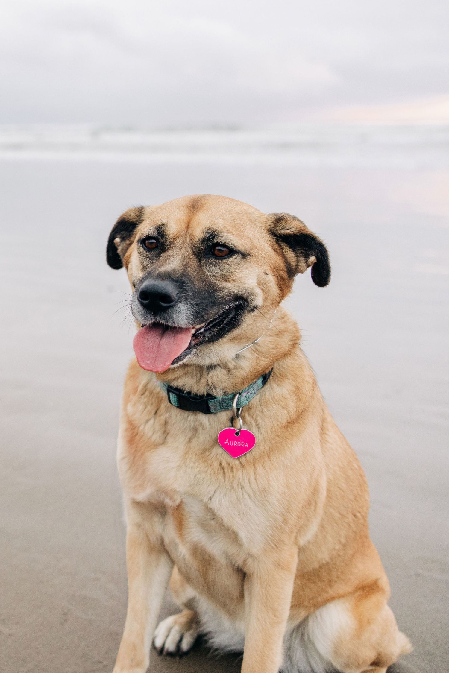Happy tan dog with pink ID tag sitting on a sandy beach with tongue out and ocean waves in the background.