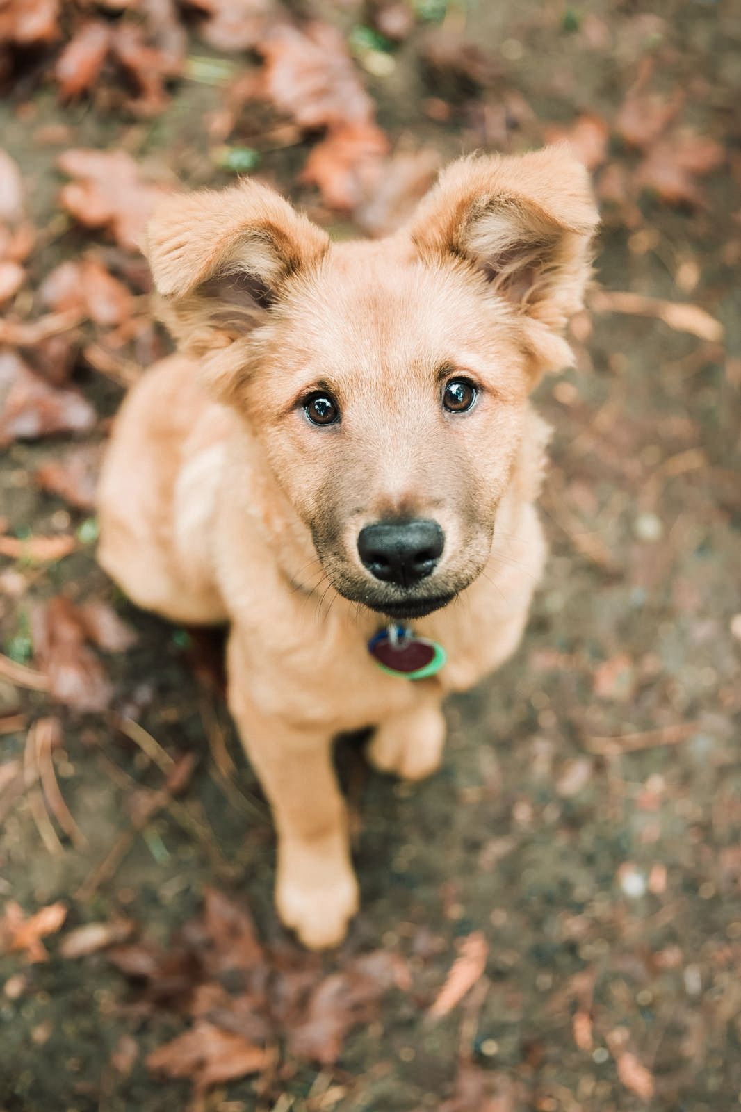 Adorable golden puppy with floppy ears sitting on autumn leaves, looking up with curious brown eyes wearing a collar.