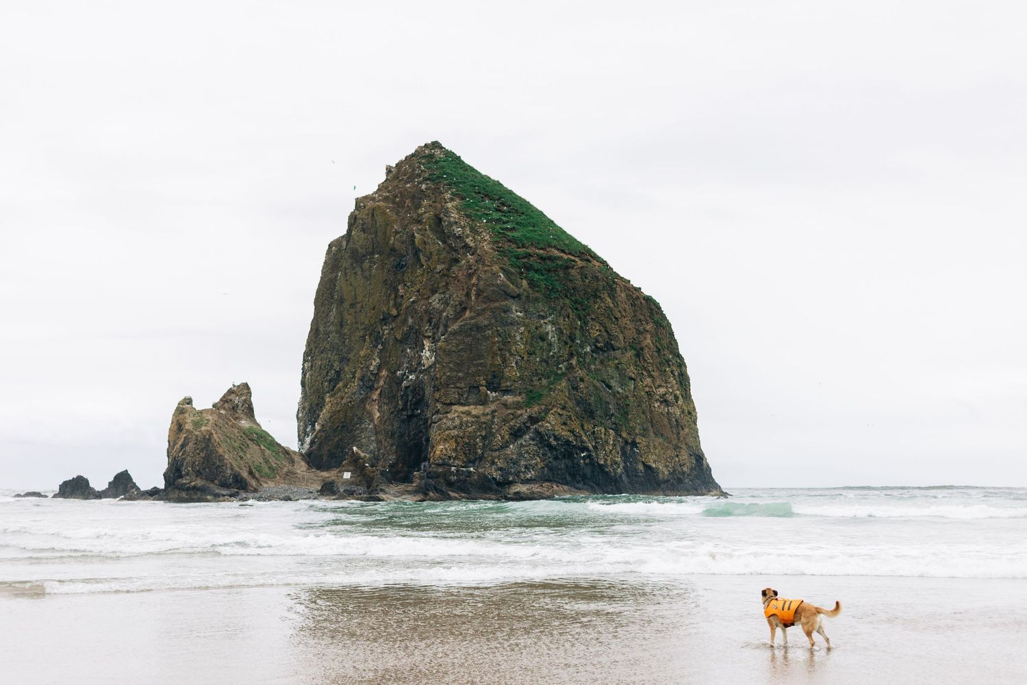 A German Shepherd dog stands on a sandy beach with iconic Haystack Rock rising from the Pacific Ocean at Cannon Beach, Oregon. Photograher