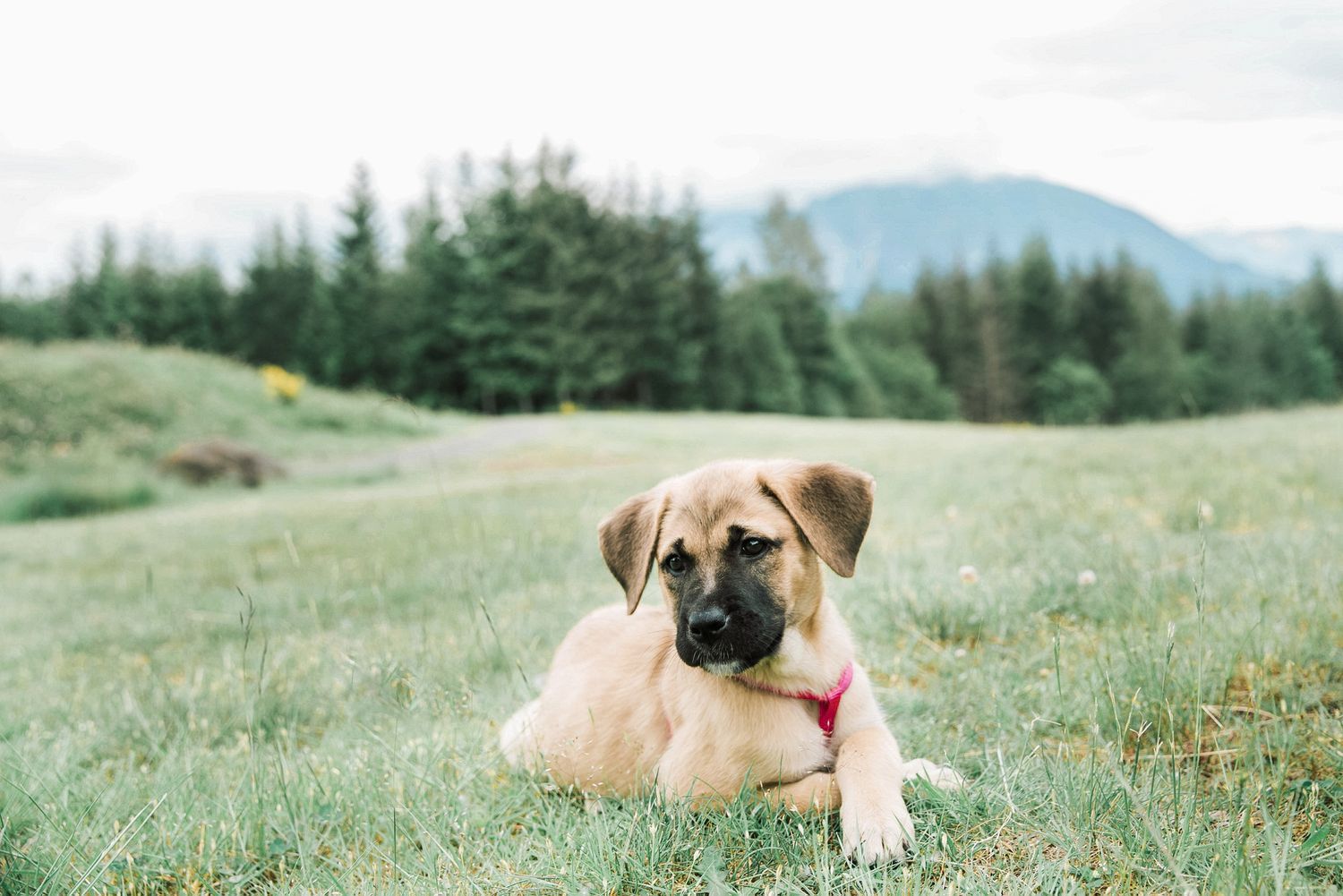 Cute tan puppy with a red collar lying on green grass with mountain forest backdrop.