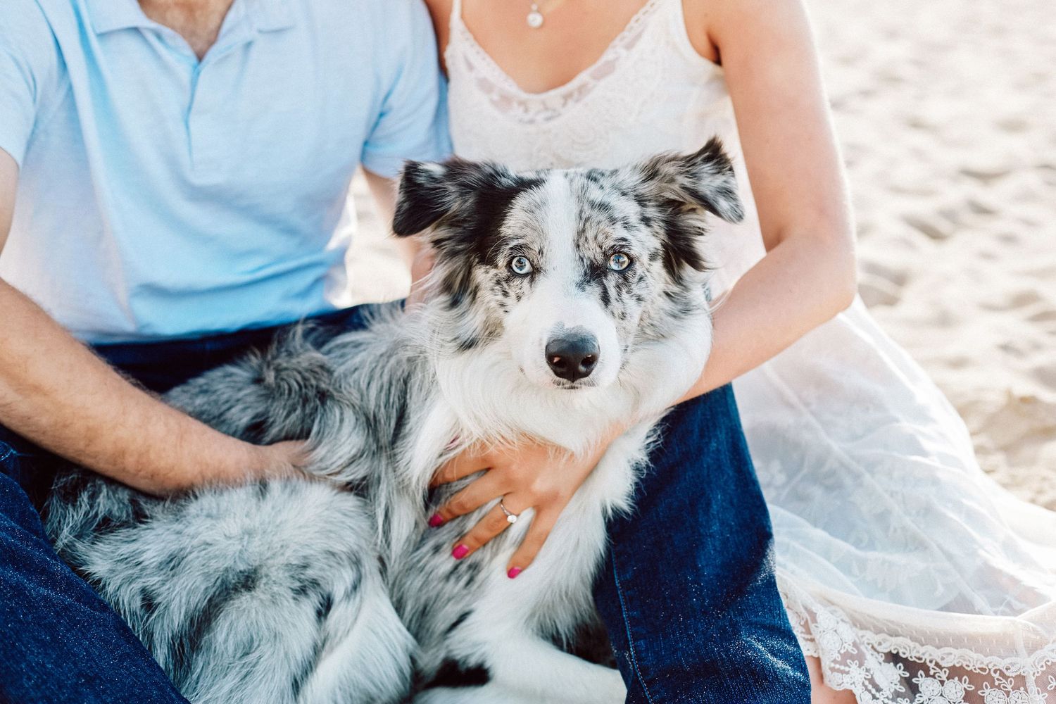 A couple sitting on a beach petting a beautiful blue merle Border Collie dog with striking blue eyes. Seattle Pet Photographer