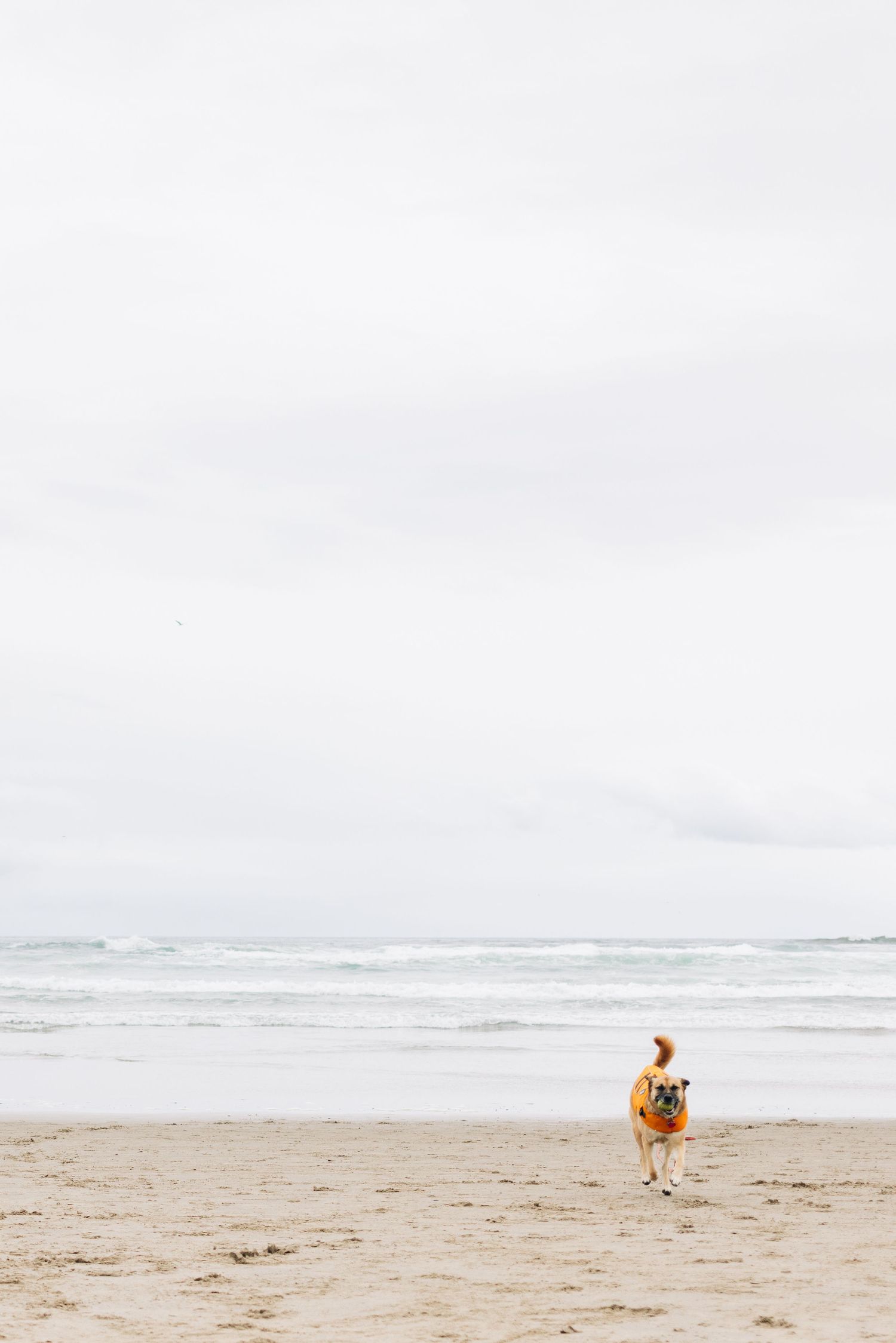 A golden dog runs along a sandy beach with gentle ocean waves and an overcast sky in the background.