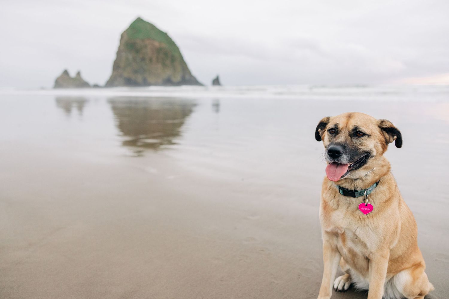 Happy dog sitting on a sandy beach with Haystack Rock visible in the misty background at Cannon Beach, Oregon.