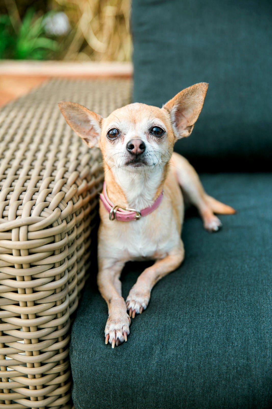 A small tan Chihuahua with a pink collar resting on a dark green cushion beside a wicker chair.
