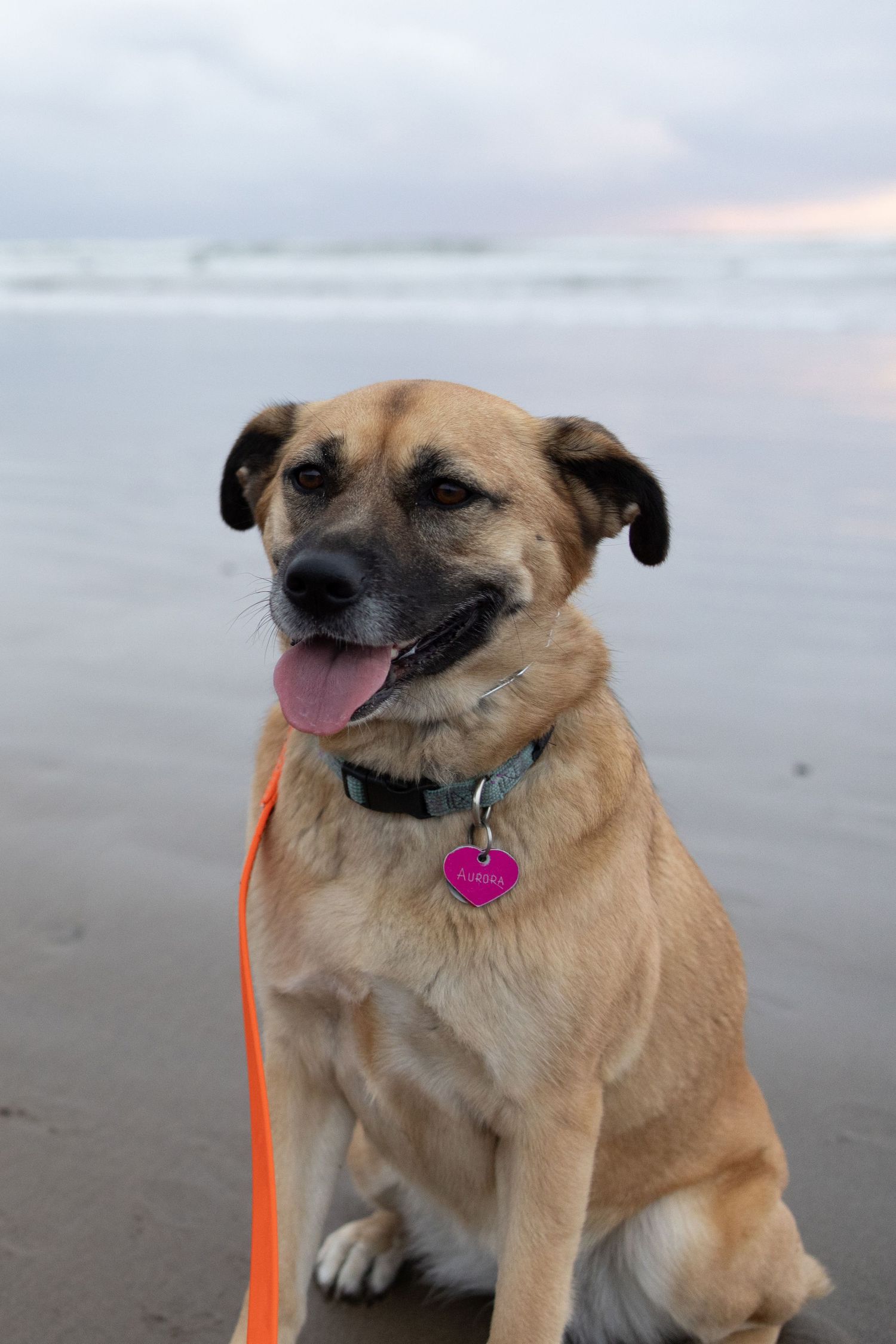 Happy tan dog with pink heart tag and orange leash sitting on sandy beach with ocean waves in background.