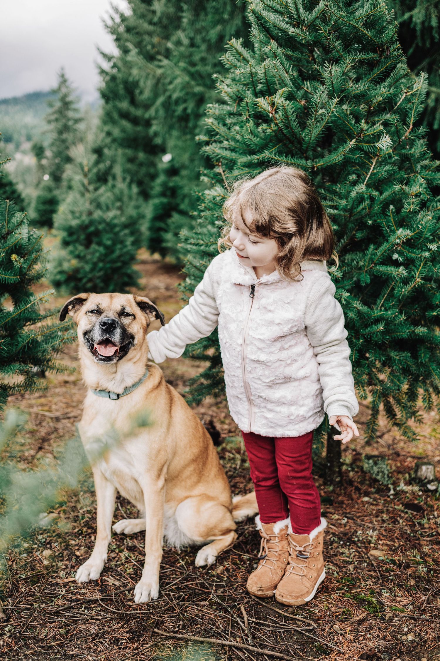 Young girl in white jacket petting a large tan dog among green Christmas trees at a tree farm.