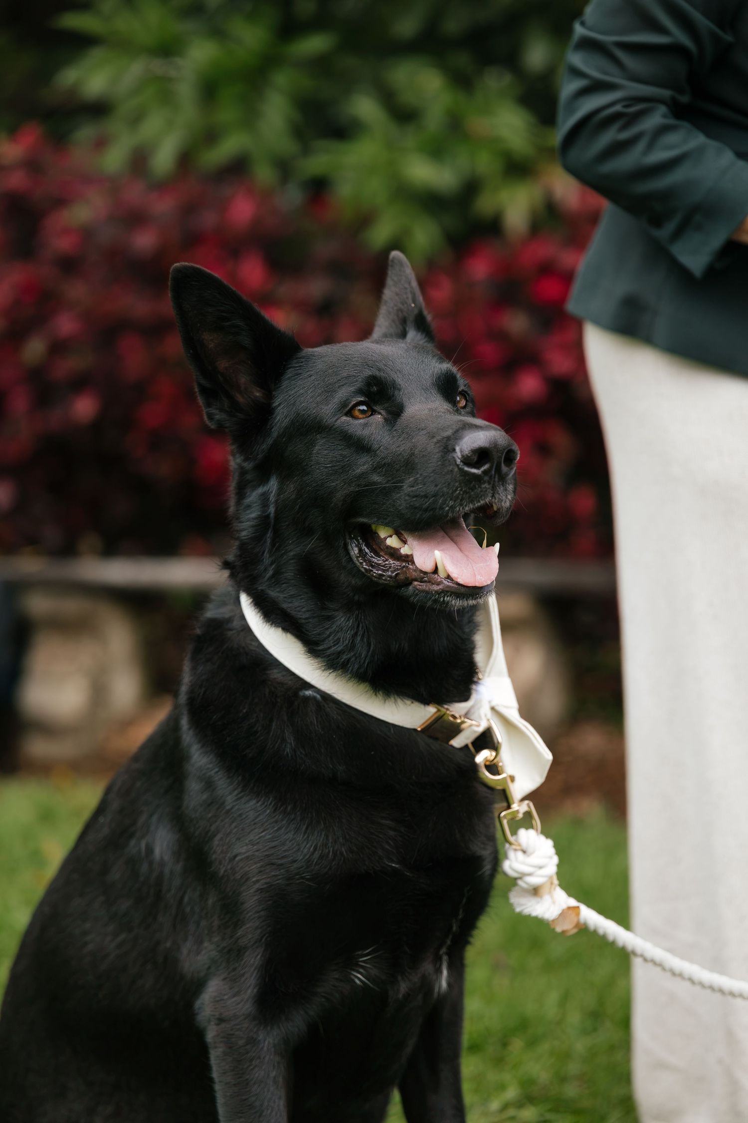 Black German Shepherd dog wearing white collar sits on grass at outdoor wedding ceremony with red foliage backdrop.