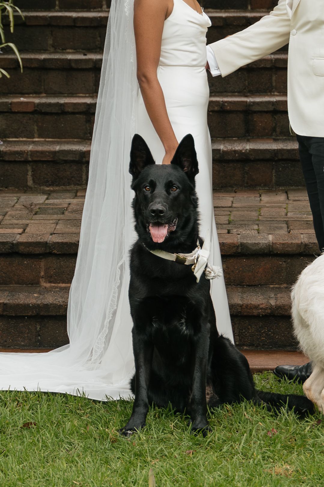 Black German Shepherd dog wearing floral collar sits on grass beside bride in white gown and groom at outdoor wedding.