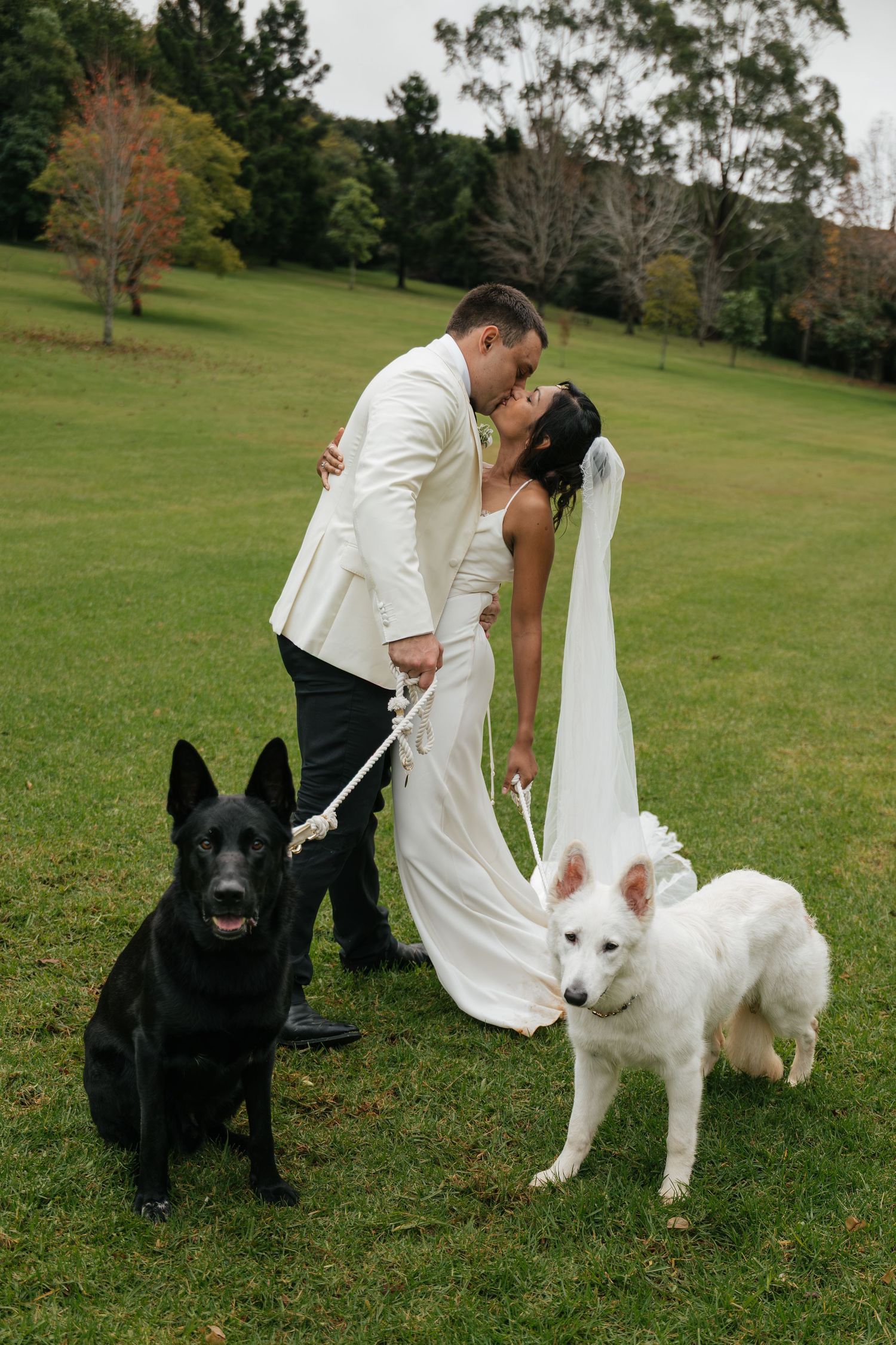 Bride and groom kissing on green lawn with black and white German Shepherds on leashes during outdoor wedding photoshoot.