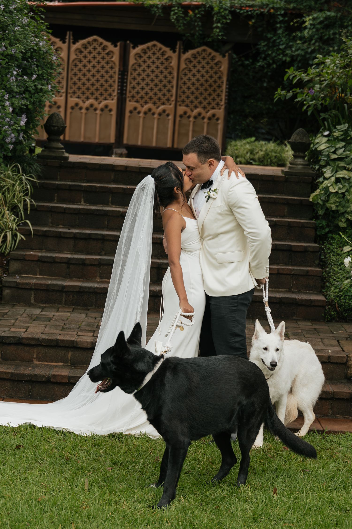 Bride and groom kissing outdoors on wedding day with black and white German Shepherds on green lawn.
