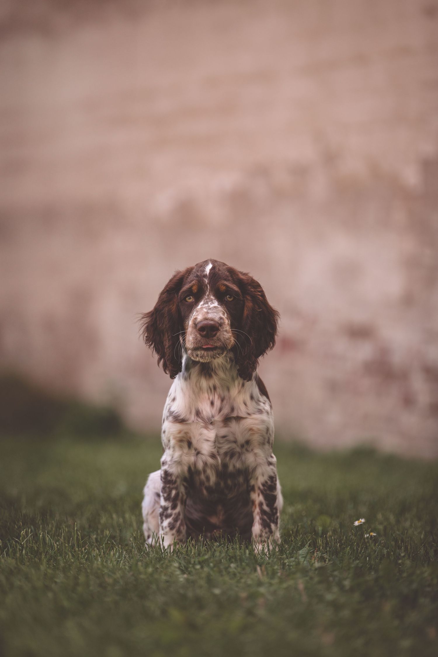 A brown and white Brittany Spaniel dog sits in a row at different angles on grass against a blurred background.