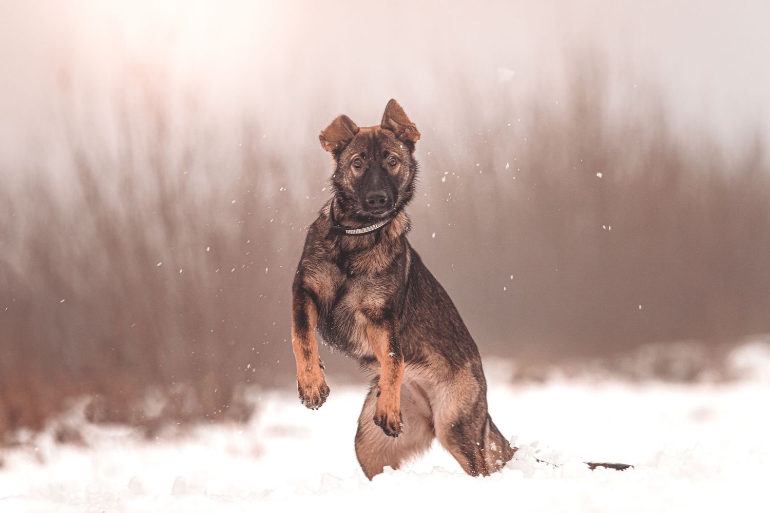 German shepherd dog running and playing in snowy winter landscape with joyful energy and movement.