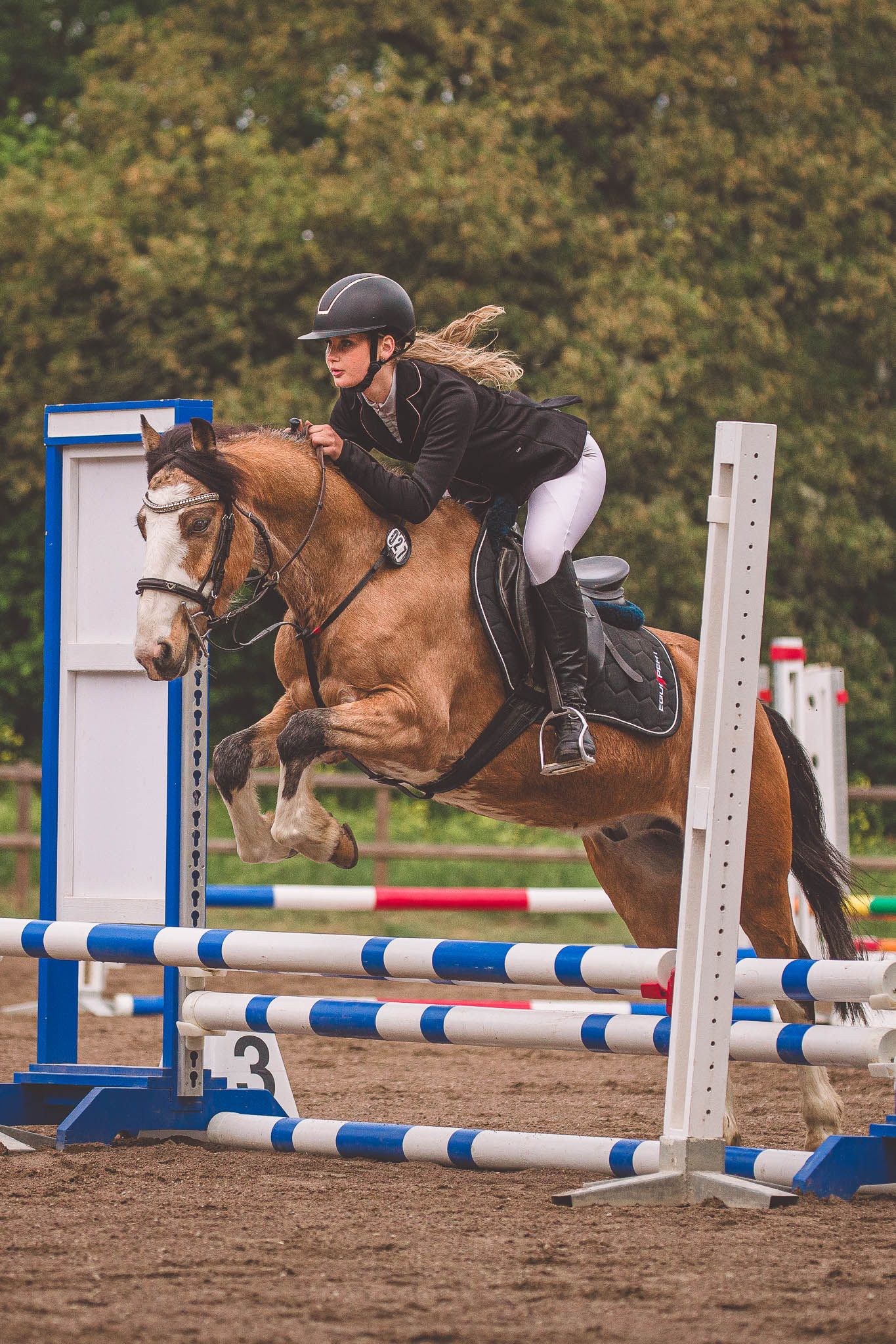 Horse and rider clear a show jumping course with blue and white poles.