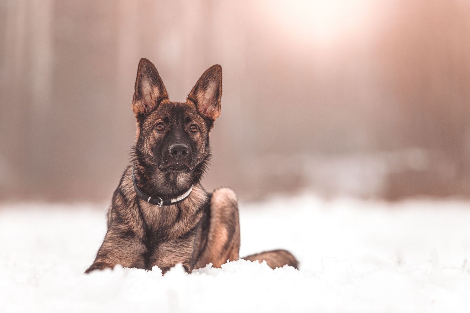 German Shepherd puppy plays in fluffy white snow during winter season.
