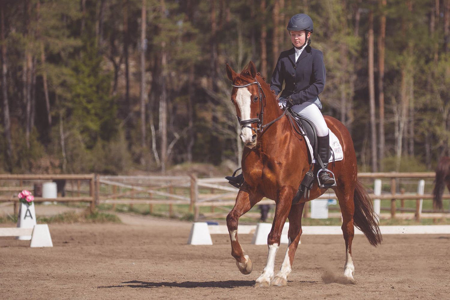 Dressage competition in an outdoor arena surrounded by pine trees.