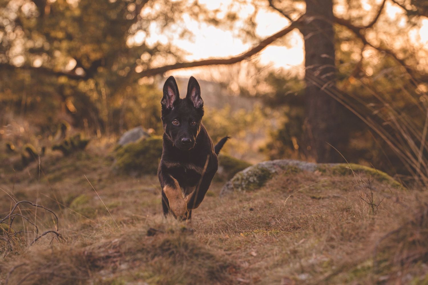 German Shepherd dog running through golden autumn field at sunset with warm backlighting.