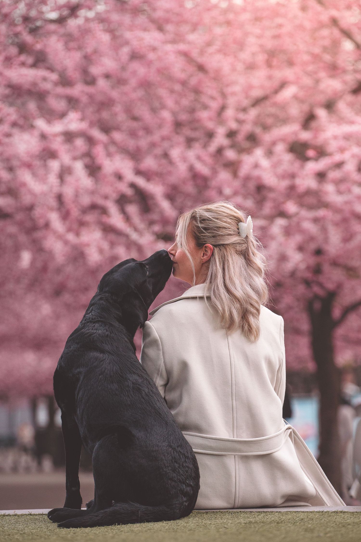 A black cat and person in white coat sit together beneath blooming pink cherry blossom trees in springtime.