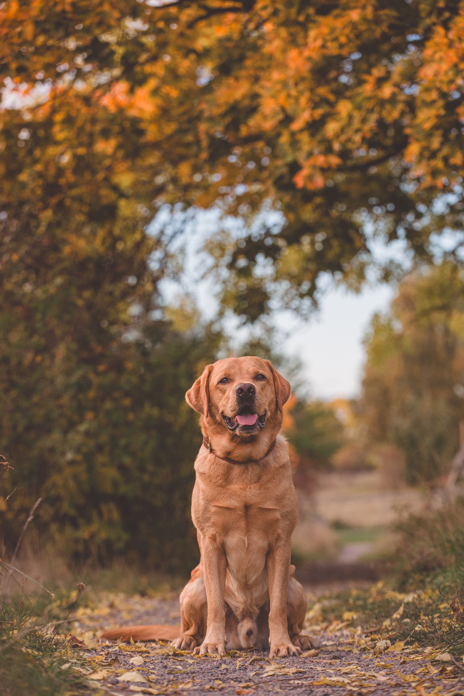 A happy golden retriever sits on a path covered in autumn leaves with orange and yellow foliage in the background.