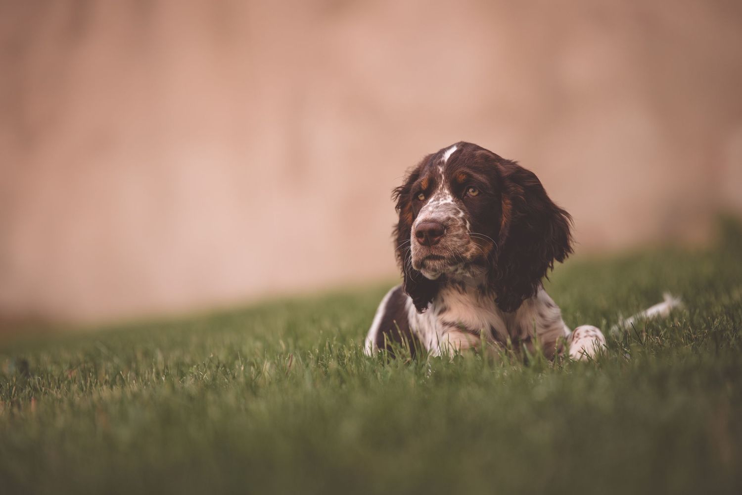 Brown dog lying in green grass during outdoor photoshoot.