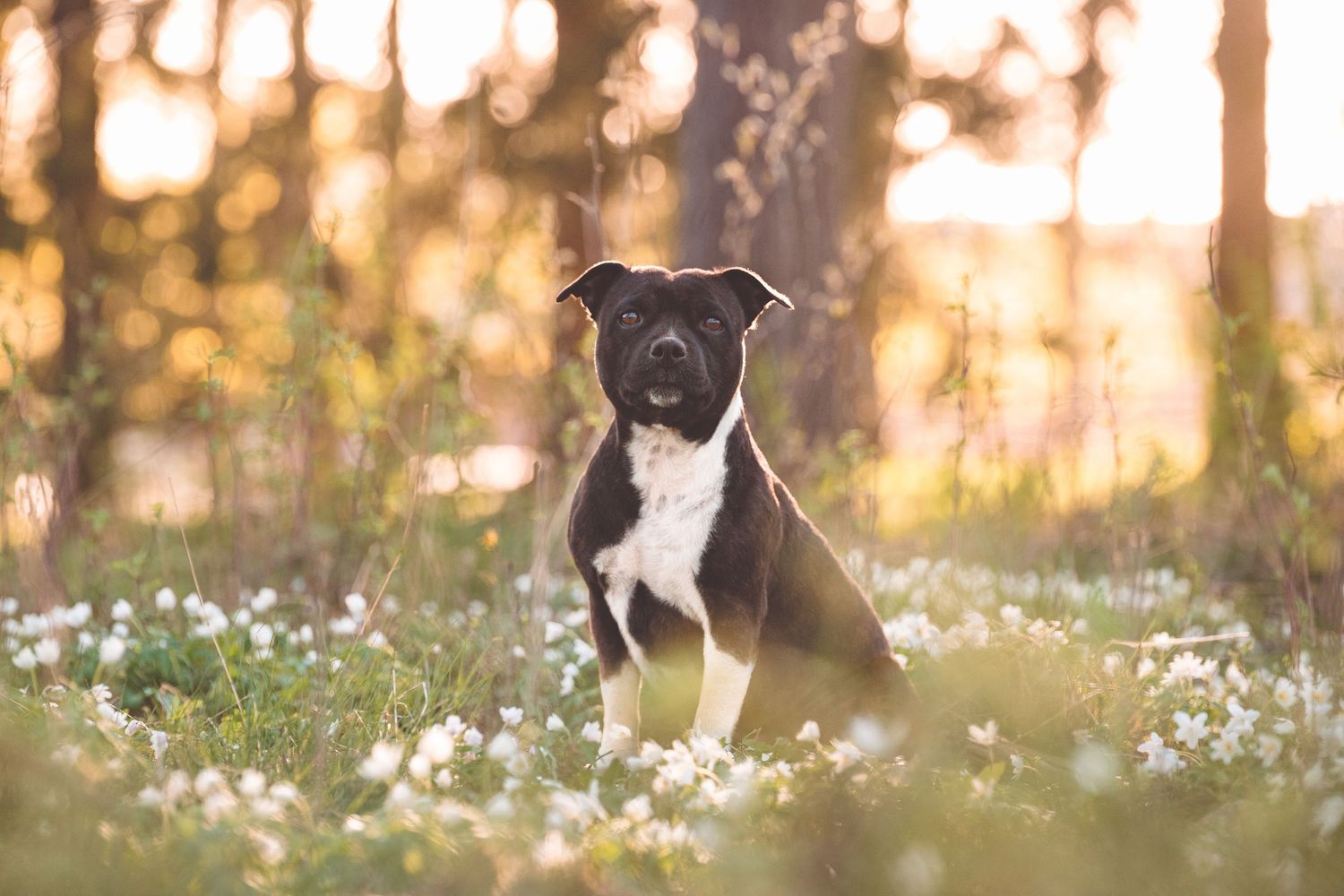 Border collie dogs sitting in field of white flowers at golden sunset.