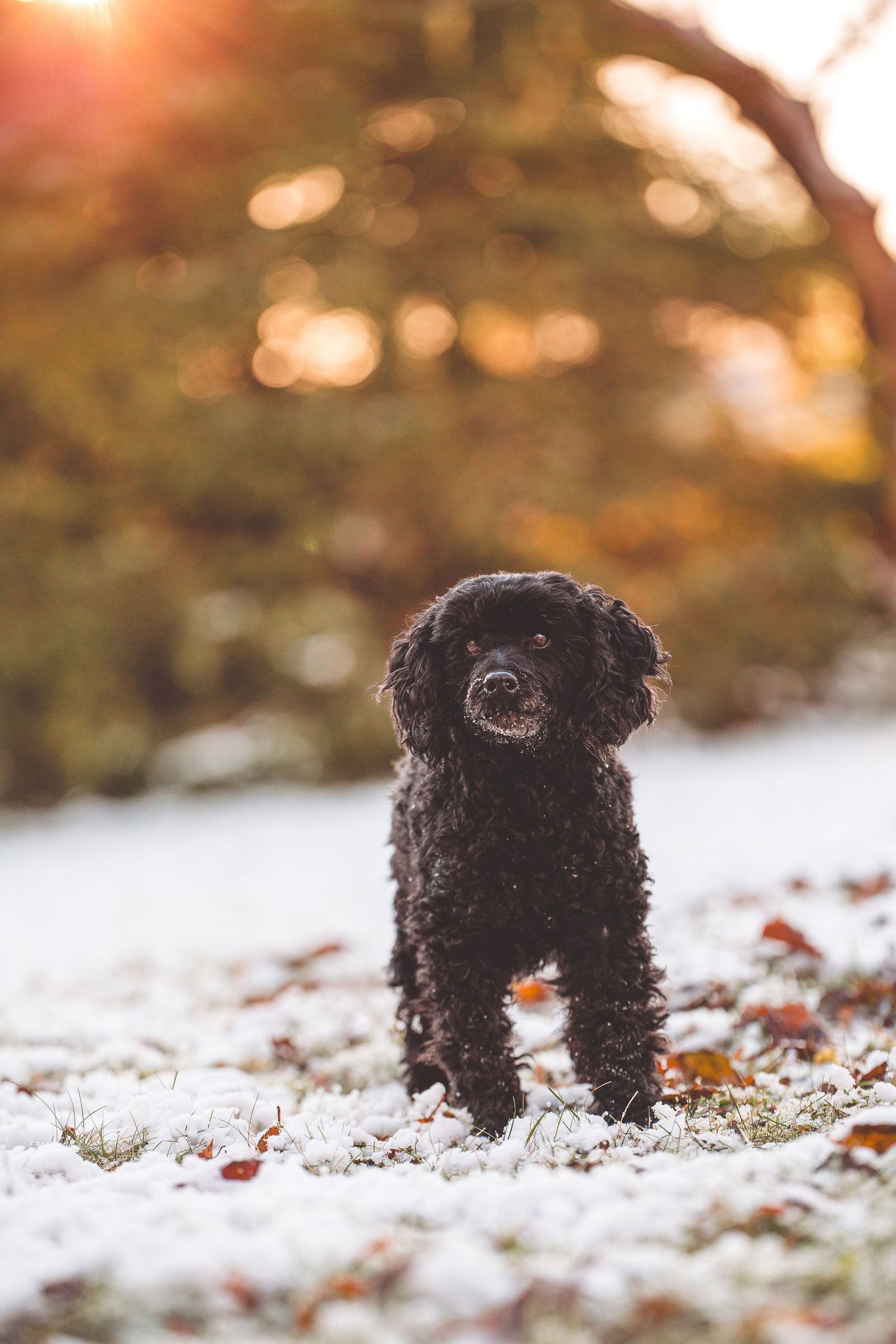 A small black dog plays in fresh snow with autumn leaves and golden sunlight in the background.
