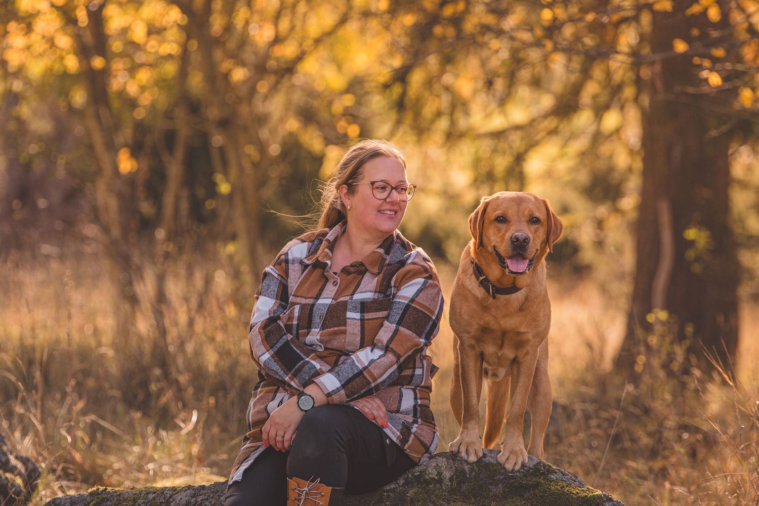 A golden retriever dog and person in plaid shirt share joyful moments in a sunlit autumn forest setting.