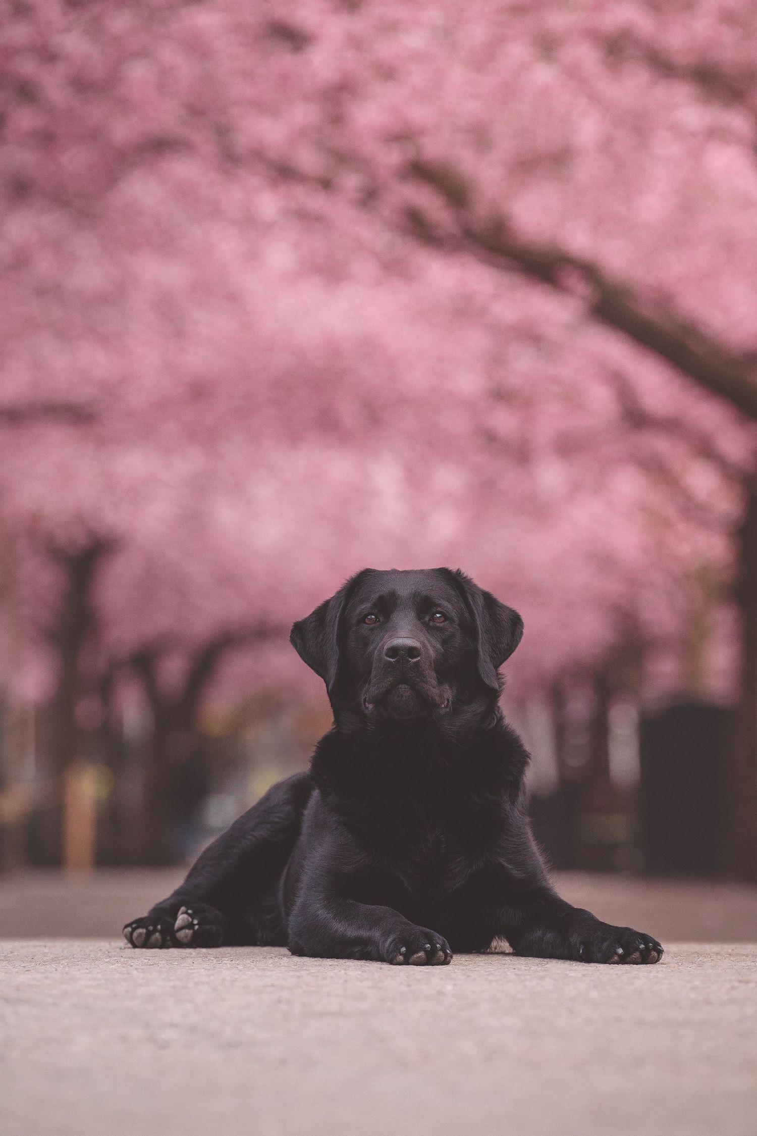 Black Labrador dog resting on ground with pink cherry blossoms in background.