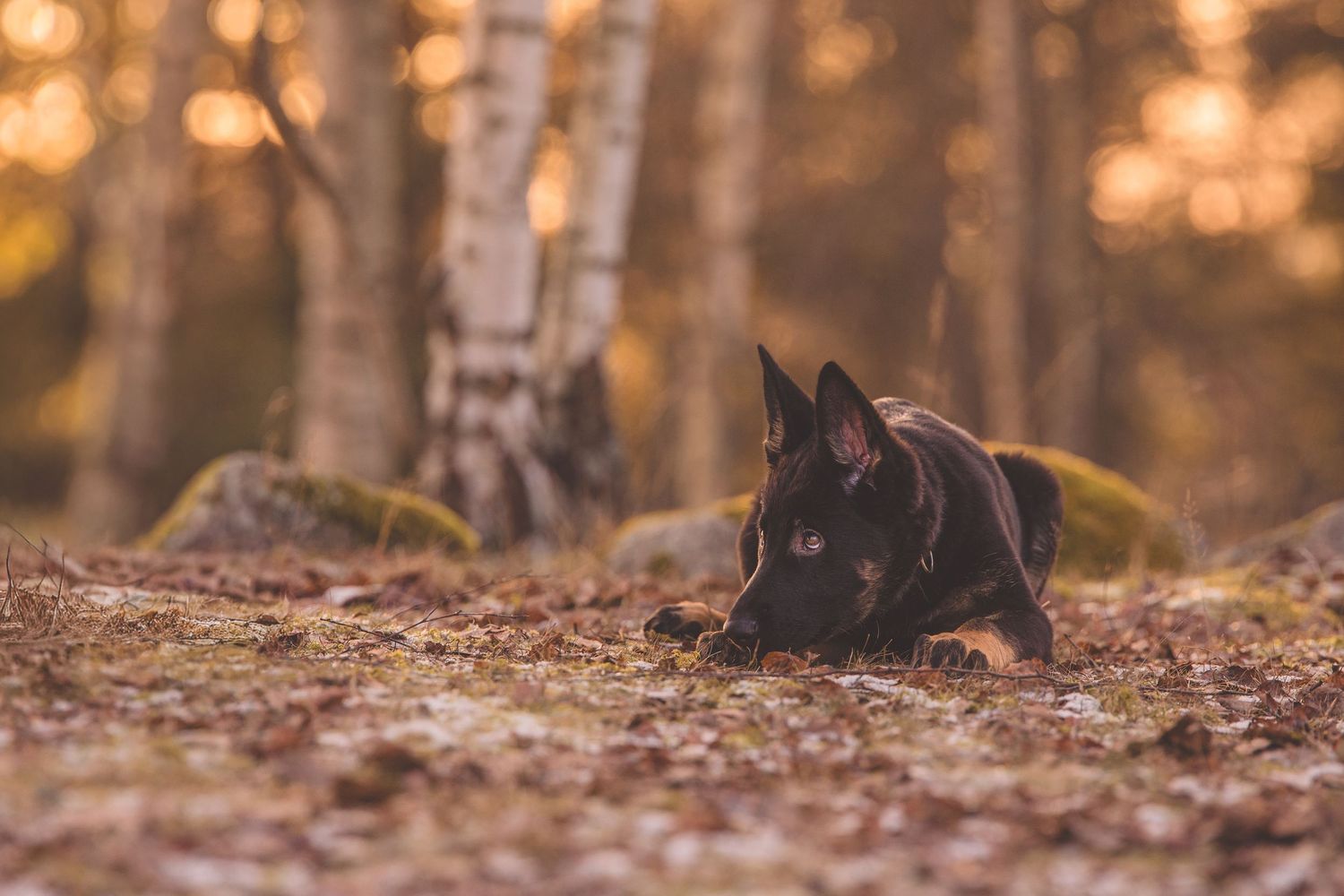 Black dog playing and running through fallen autumn leaves in a sunlit forest during golden hour.
