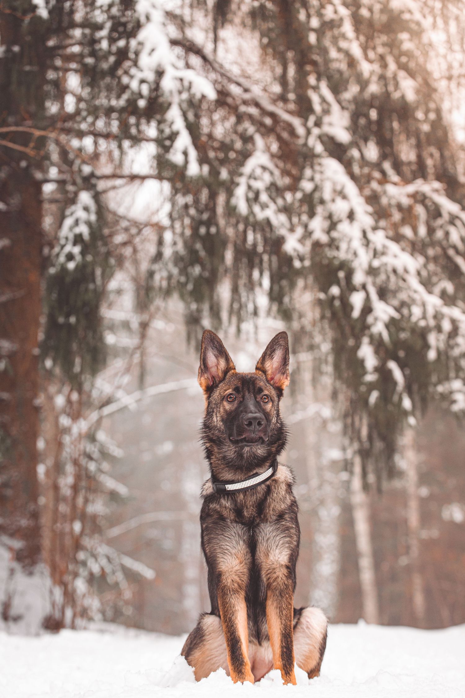 German Shepherd puppy sits attentively in a snowy winter forest with snow-covered trees in the background.