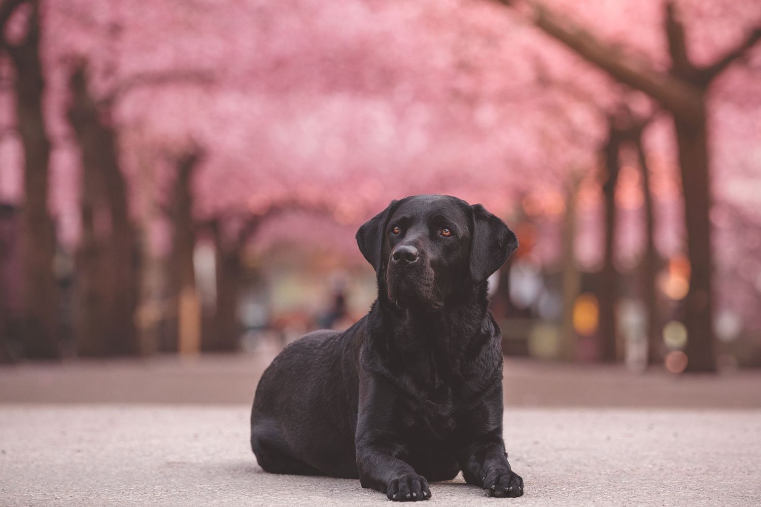 Black labrador retriever lying on ground with pink cherry blossoms in background during spring season.