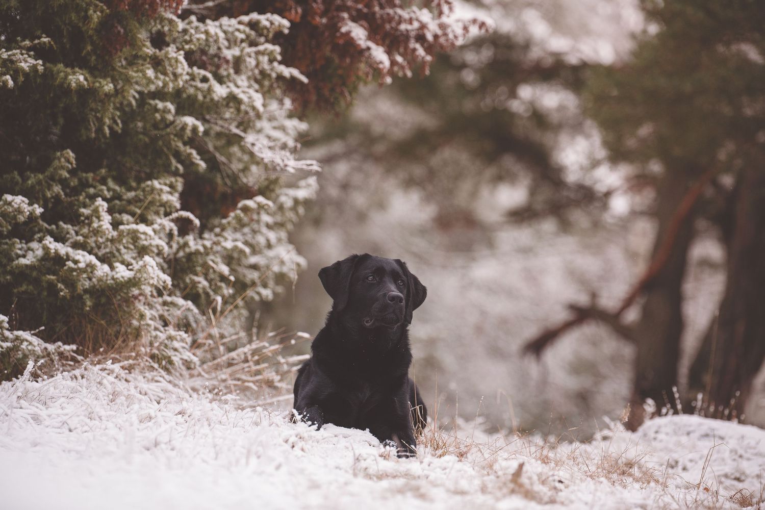 Black Labrador retriever sitting in snow covered ground with white flowers and trees in soft focus background.
