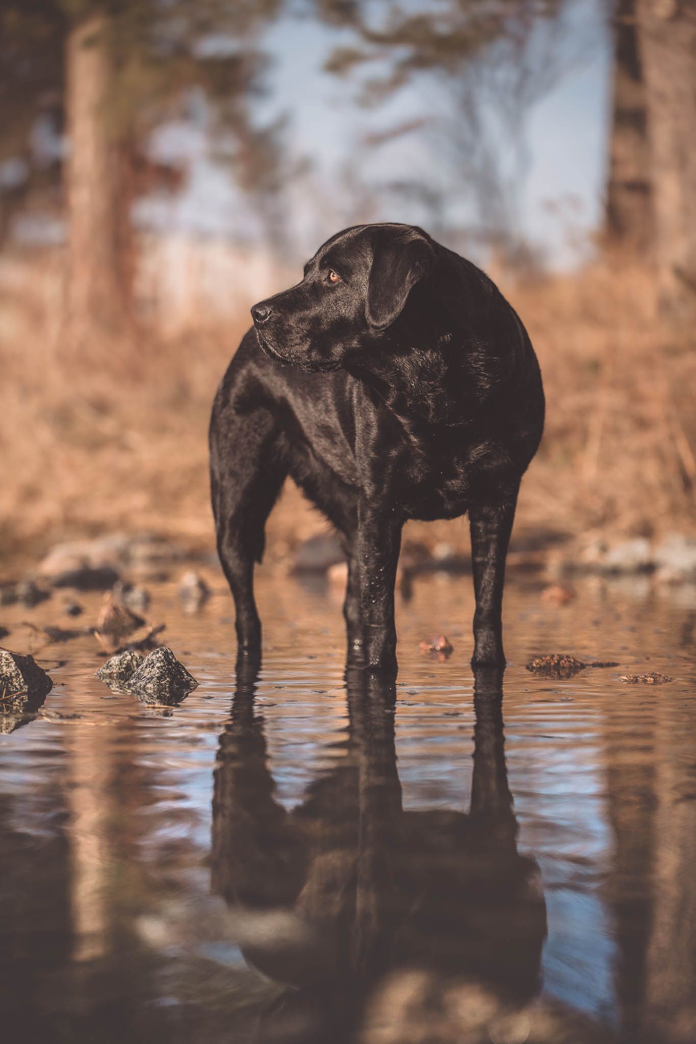 Black Labrador retriever standing in shallow water with reflection, photographed during golden hour in autumn setting.