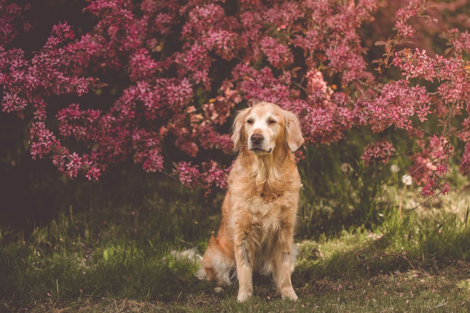 Golden retriever dogs sitting in front of blooming pink cherry blossom trees.