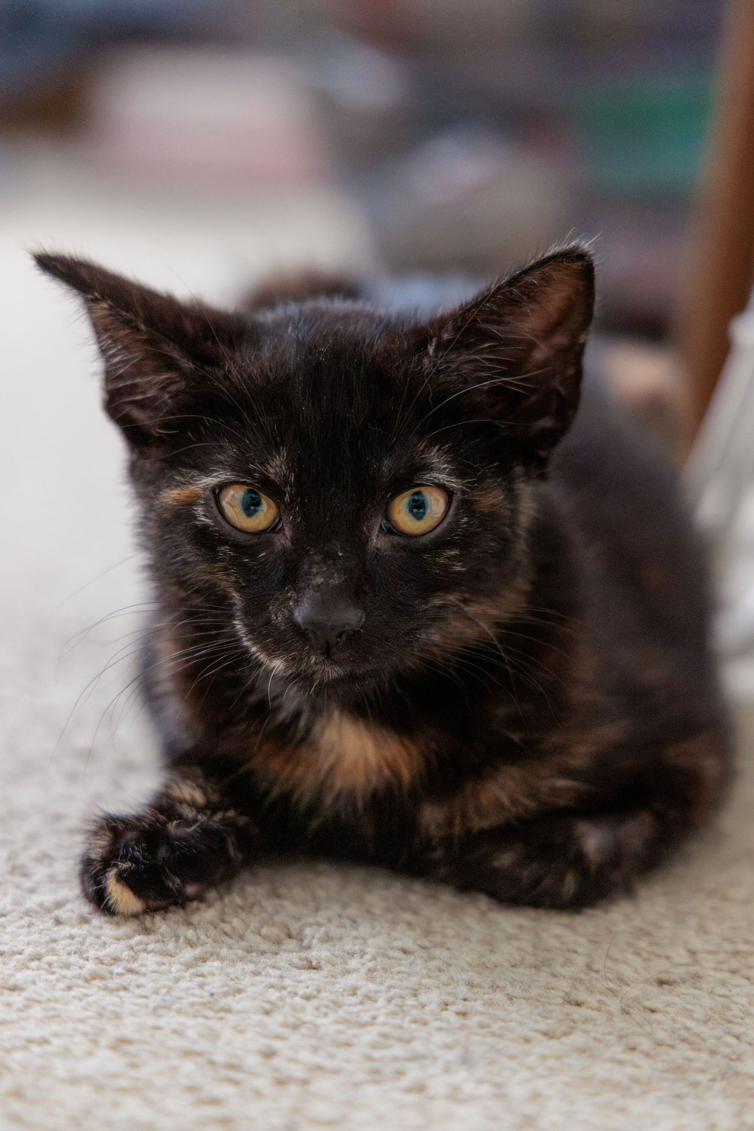 A young tortoiseshell kitten with golden eyes resting on a beige carpet, gazing directly at the camera.