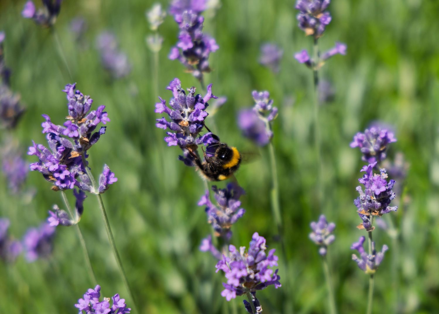 A bumblebee collecting nectar from vibrant purple lavender flowers in a lush green field.