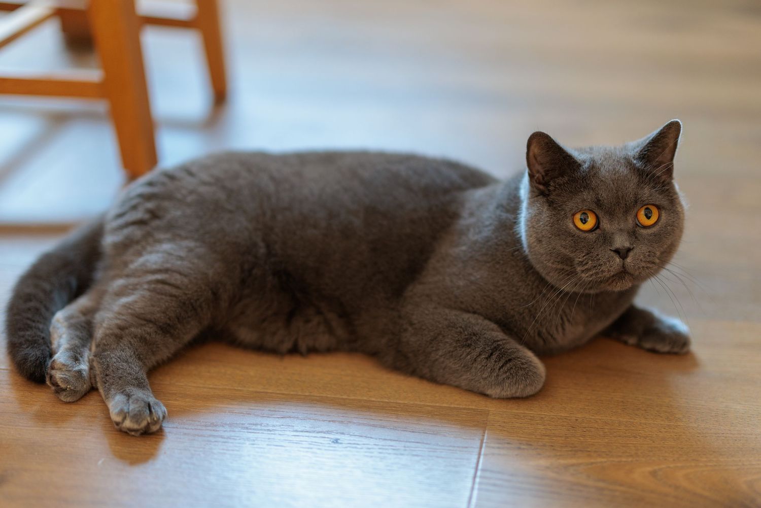 A fluffy gray British Shorthair cat with bright orange eyes lying on a wooden floor.