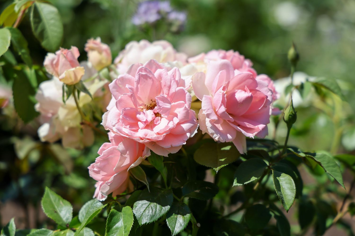 Cluster of soft pink roses in full bloom surrounded by lush green leaves in a sunlit garden.