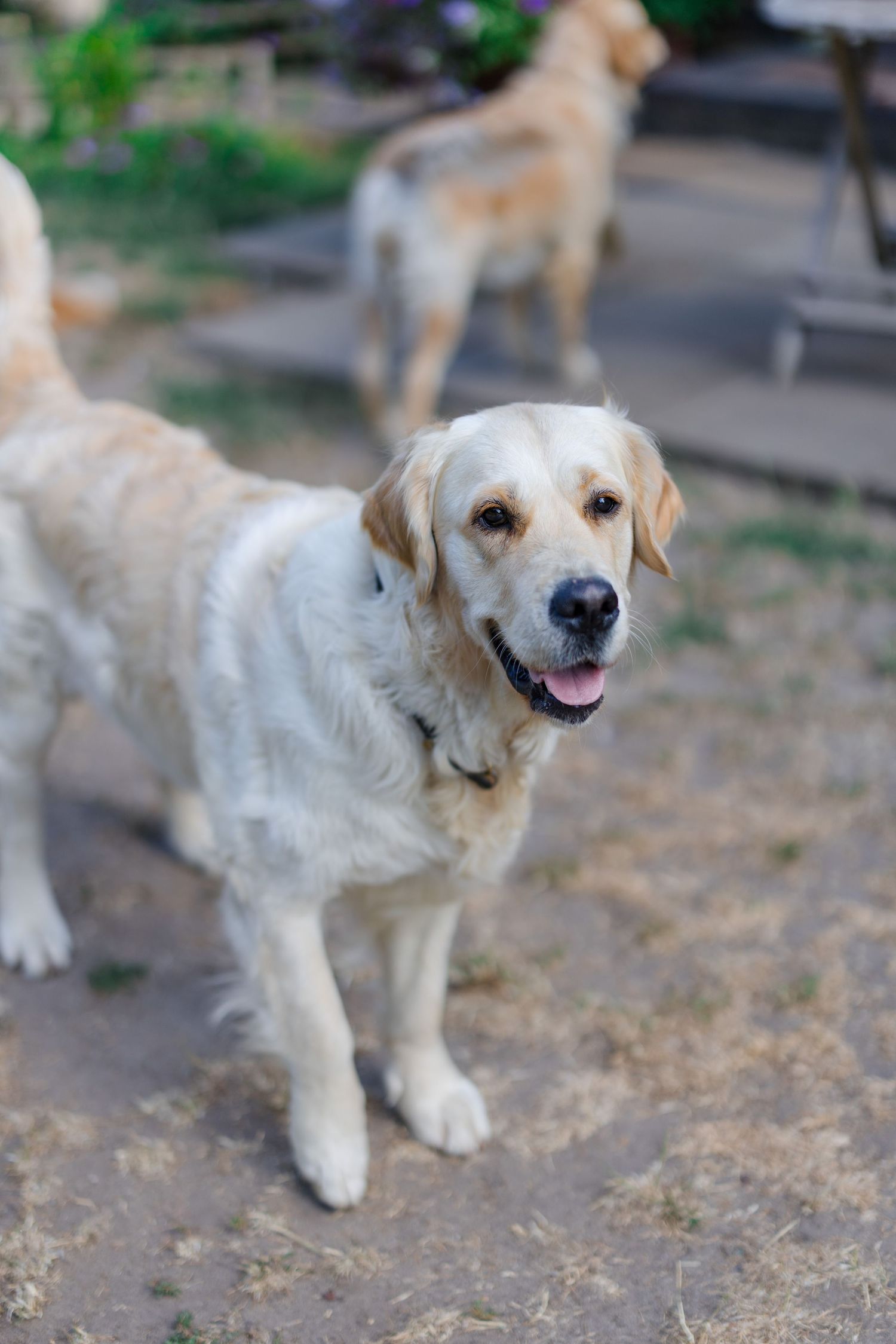 A friendly Golden Retriever stands on sandy ground outdoors, mouth open, with another dog visible in the blurred background.