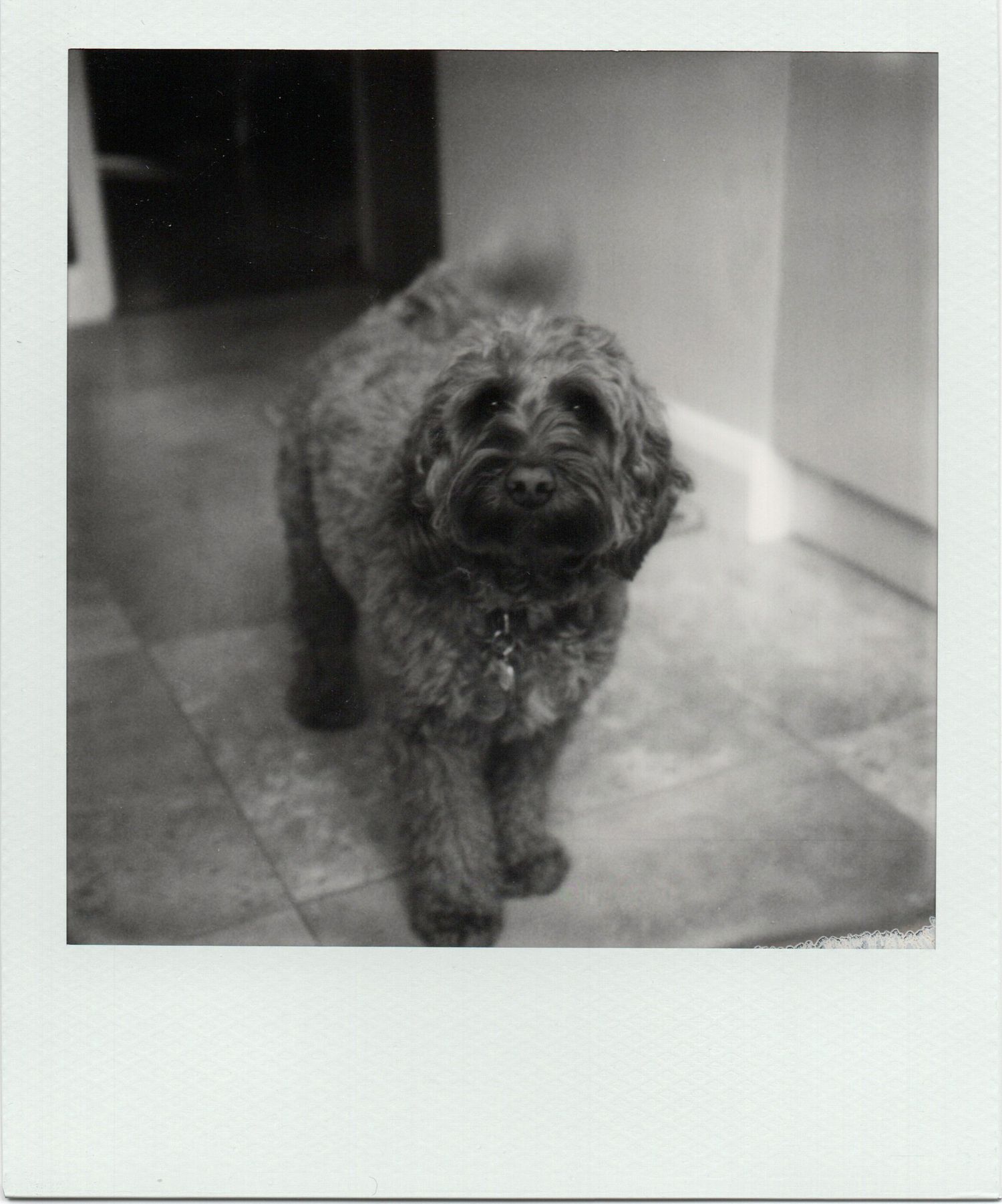 Fluffy curly-haired dog standing on tiled floor in black and white Polaroid photo.