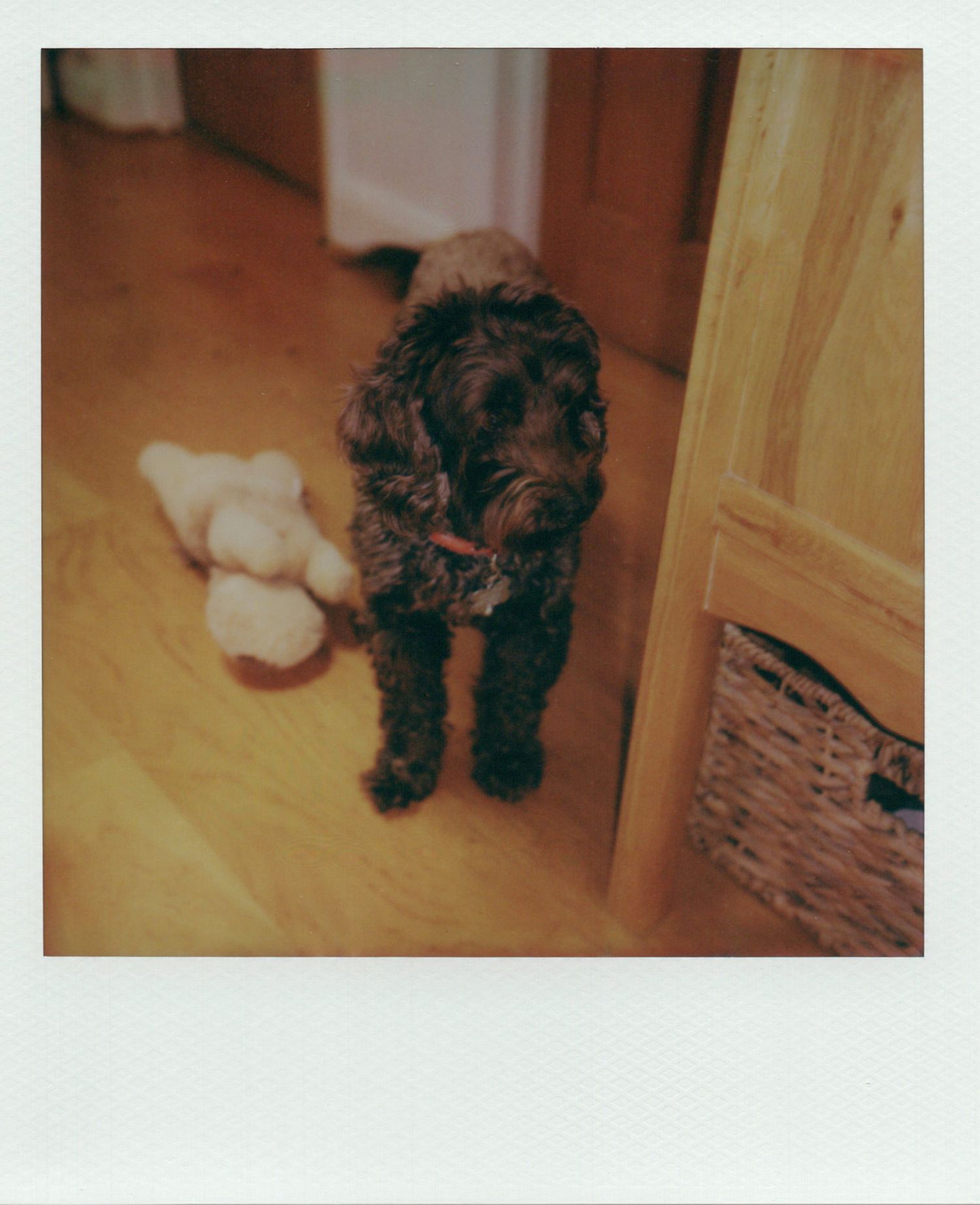 Fluffy dark brown cockapoo dog standing on wooden floor beside a plush toy bear.