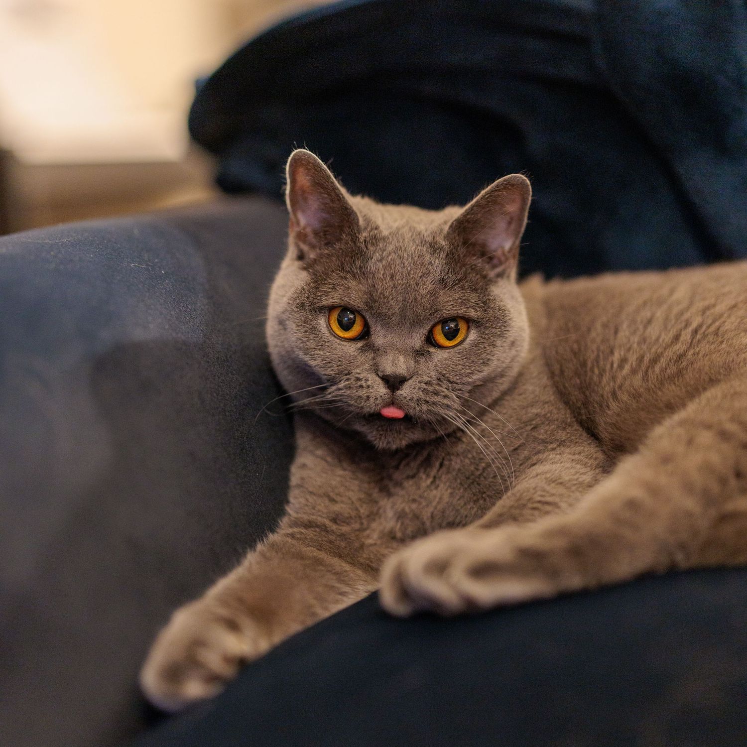 A gray British Shorthair cat with bright orange eyes lounges on a dark sofa, sticking out its tongue.
