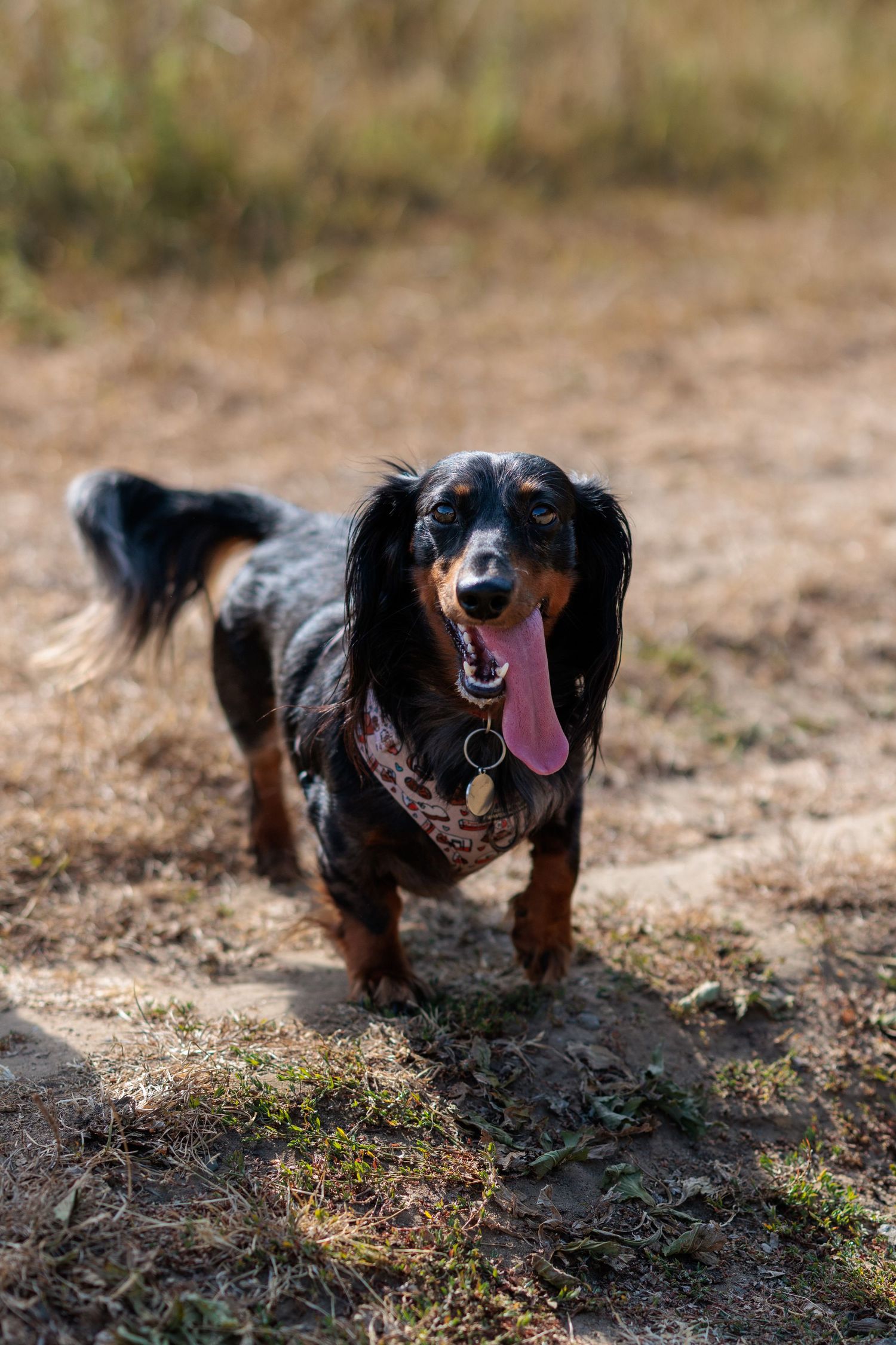 A happy black and tan dachshund with tongue out wearing a collar, standing on dry grass outdoors.