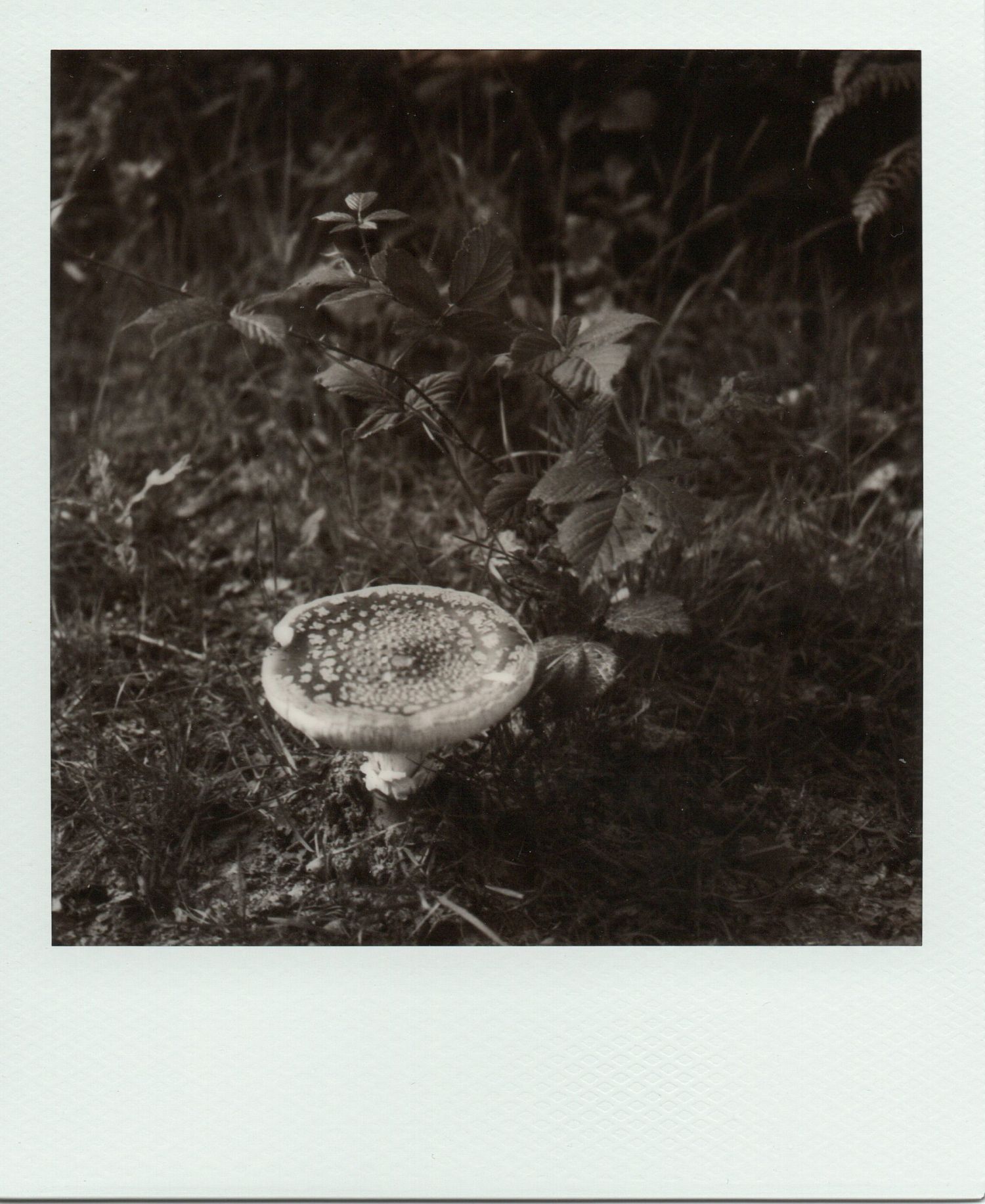 Black and white Polaroid of a spotted Amanita mushroom growing in a woodland forest floor.