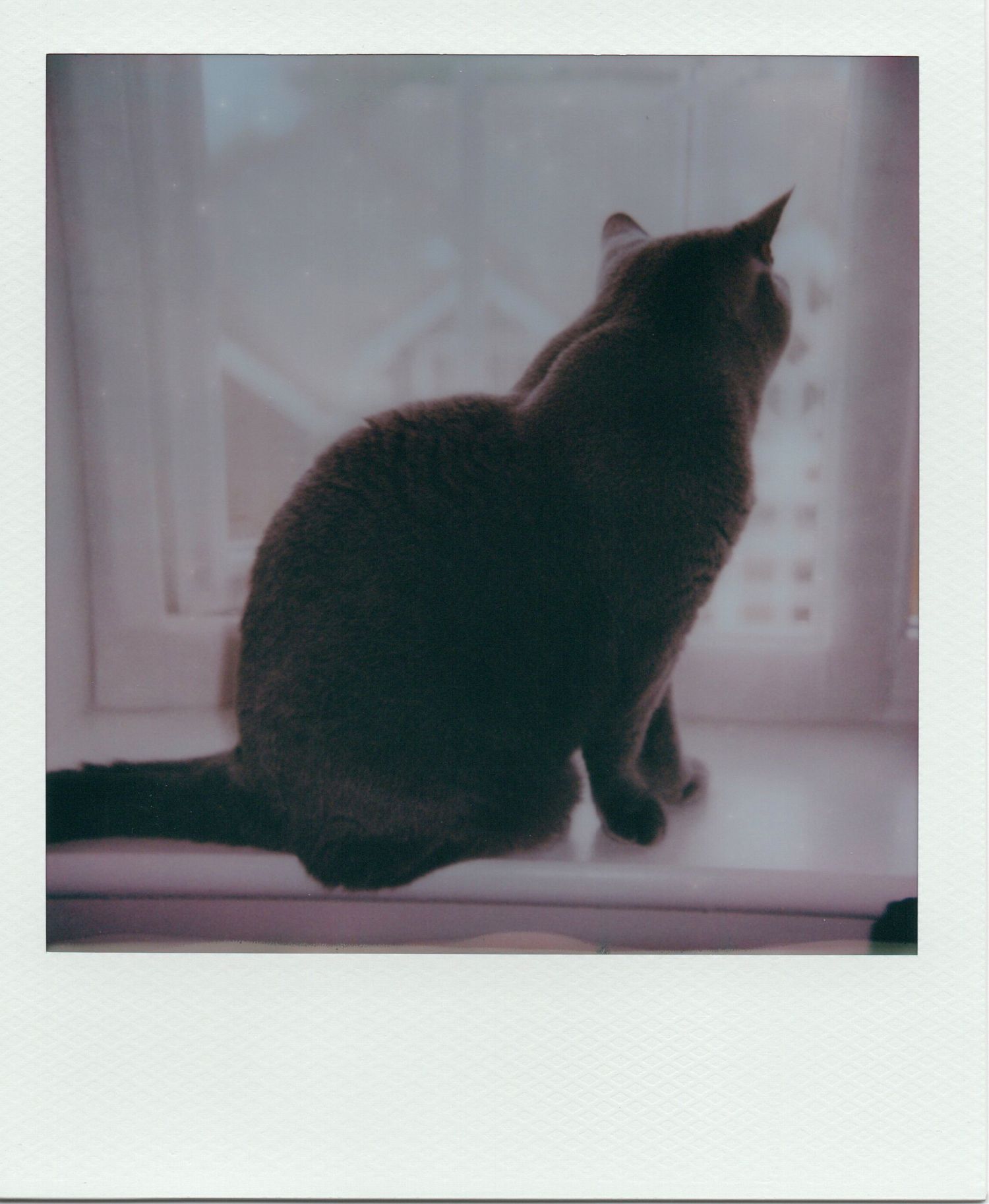 Silhouette of a cat sitting on a windowsill looking outside through a bright window.