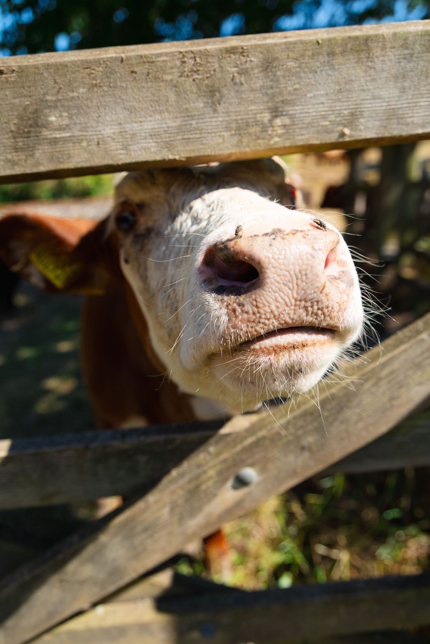 A curious brown and white cow pokes its nose through a wooden fence on a sunny farm day.