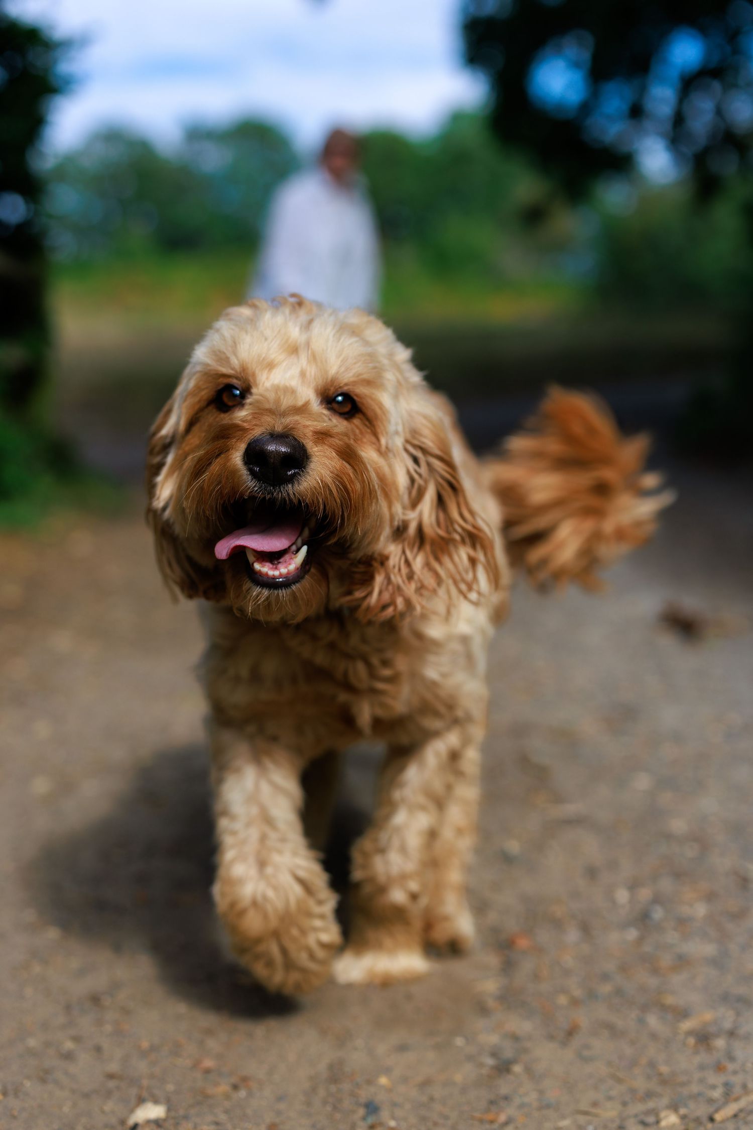 A fluffy golden Cavapoo dog runs toward the camera on a path, tongue out, with a blurred figure in the background.