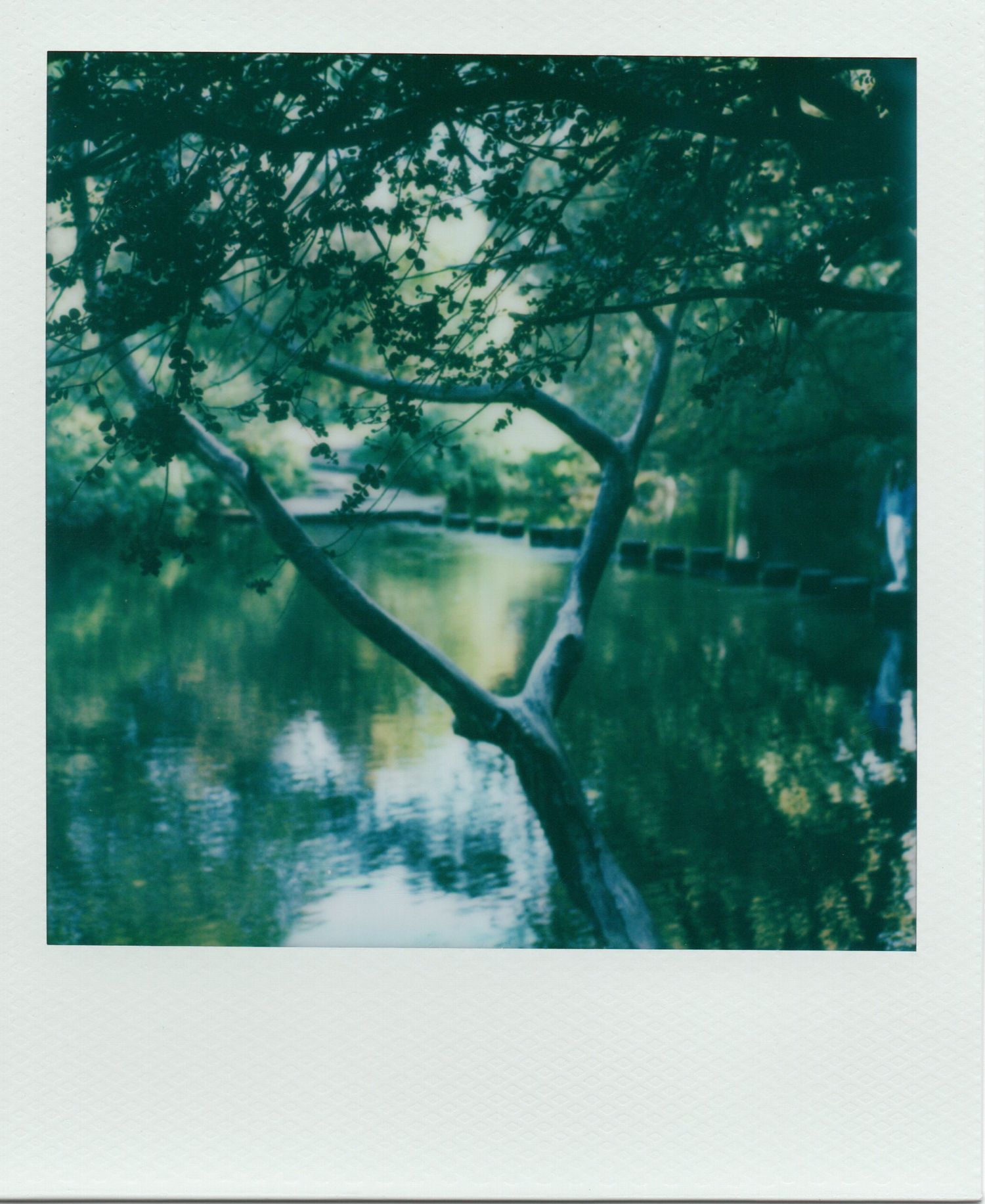 Tree leaning over a calm green reflective canal surrounded by lush foliage.