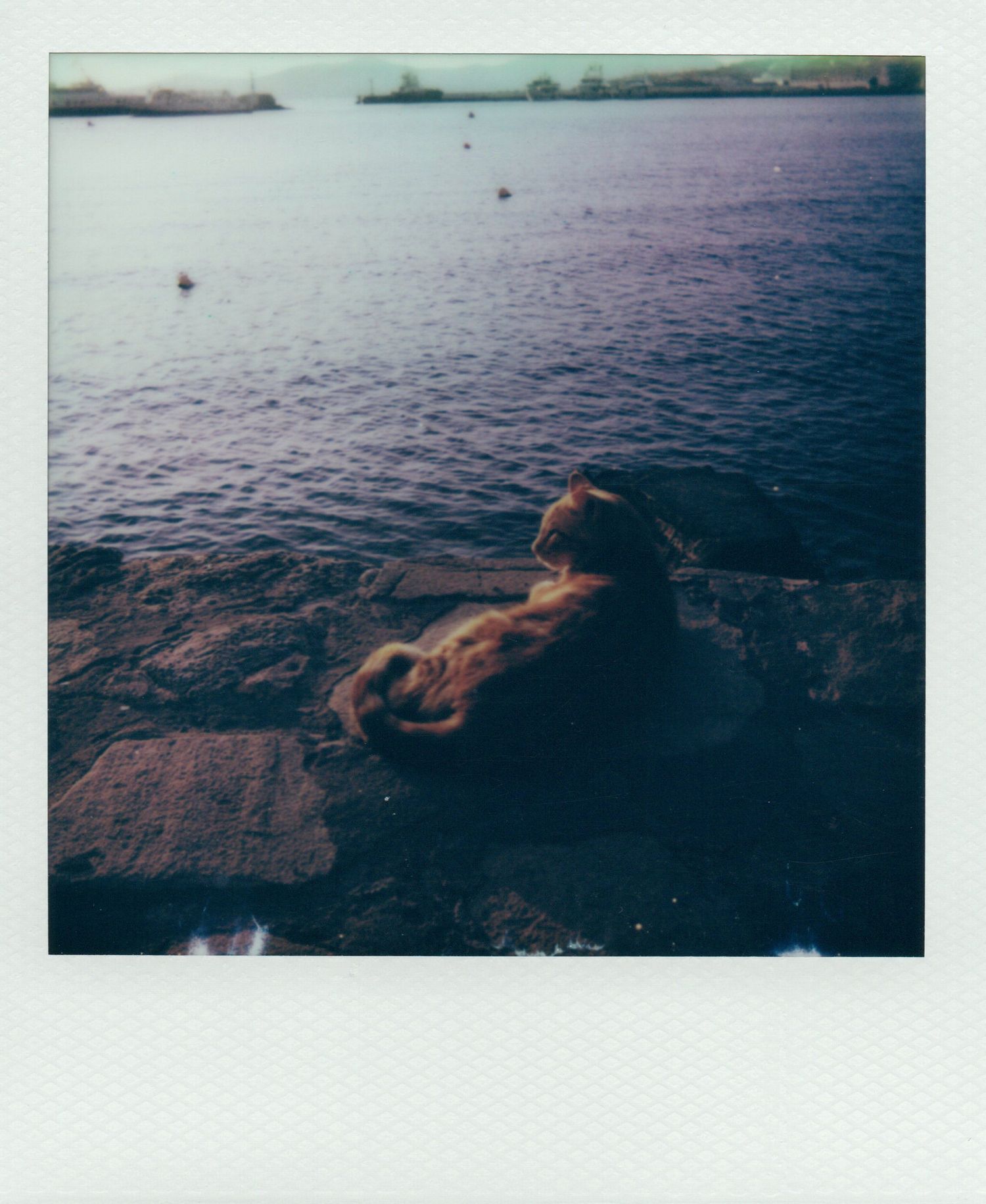 A golden retriever dog resting on rocky shoreline gazing out over a calm blue sea.